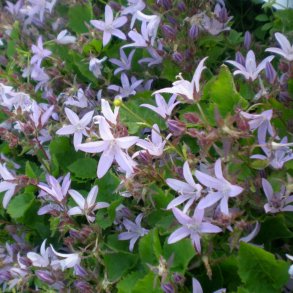 Stauder til kystnære haver