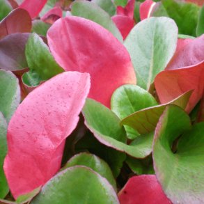 Vintergrønne stauder