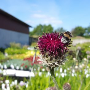 Stauder til blomstereng
