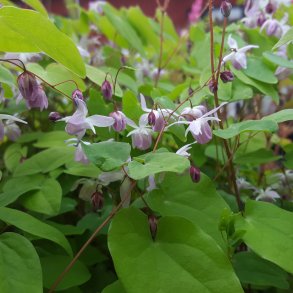 Stauder til tør skygge