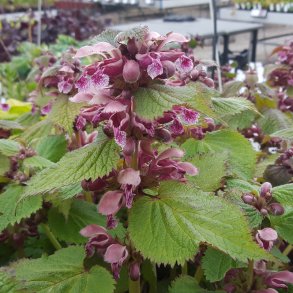 Annes yndlingsstauder