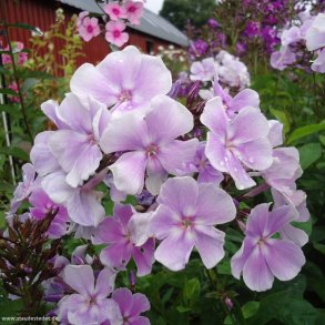 Stauder til alm. havejord