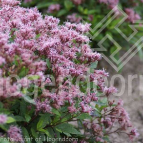 Eutrochium maculatum 'Purple Bush'. <br/>Hjortetr�st