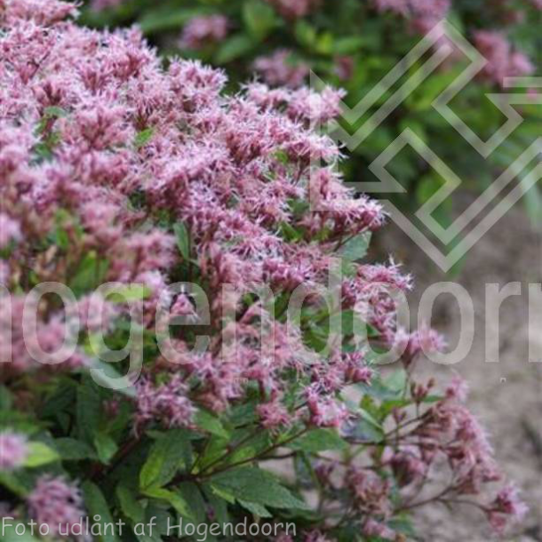 Eupatorium maculatum 'Purple Bush'. <br/>Hjortetrst