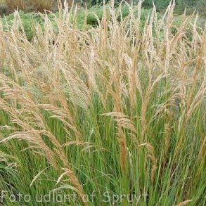 Achnatherum calamagrostis 'Algu'.<br/>Slvaks