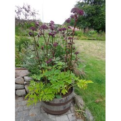 Angelica gigas. <br/>Kvan