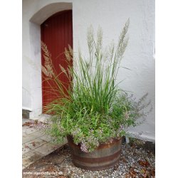 Calamagrostis brachytricha. <br/>Koreansk sandrrhvene