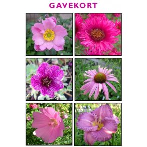 Gavekort
