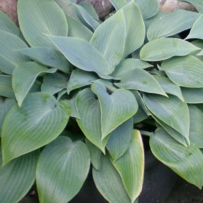 Hosta