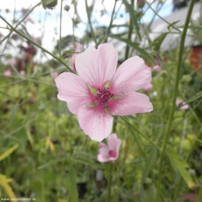 Meget høje stauder - 100+ cm