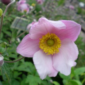 Anemone - Sommer-/høstanemone