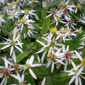 Asters - Aster 