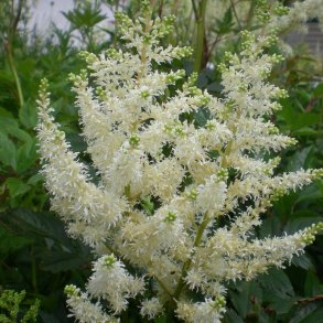 Astilbe - Astilbe