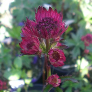 Astrantia - Stjerneskærm