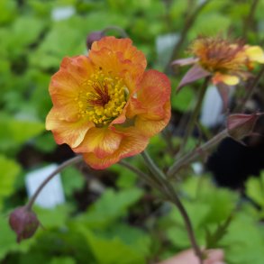 Alle stauder - Dansk