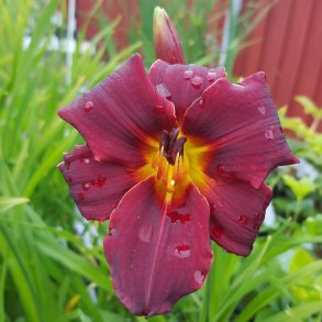 Hemerocallis - Daglilje