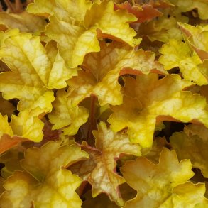 Alunrod - Heuchera / Heucherella 
