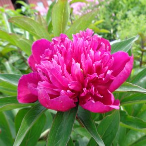 Paeonia - Silkepæon