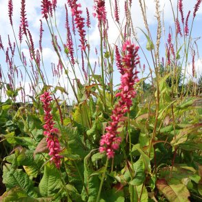 Persicaria - Pileurt