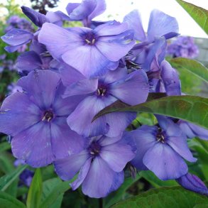 Phlox - Floks