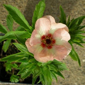 Abrikosfarvede stauder