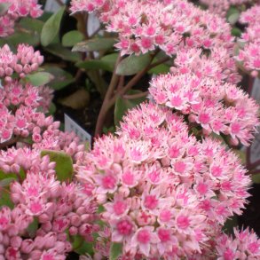 Rosa / lyserøde stauder