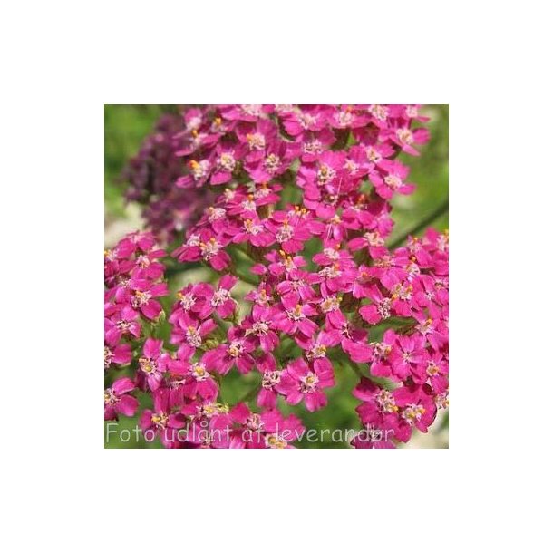 Achillea millefolium 'Cerise Queen'.<br/>Rllike