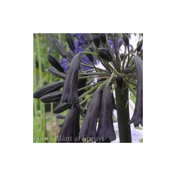 Agapanthus 'Black Magic'.<br/>Skrmlilje
