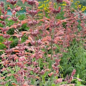 Agastache 'Fleur'.<br/>Anisisop