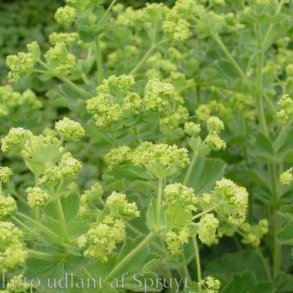 Alchemilla mollis.<br/>Lvefod