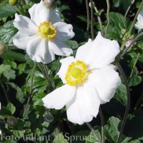 Anemone x hybrida 'Andrea Atkinson'.<br/>Hstanemone