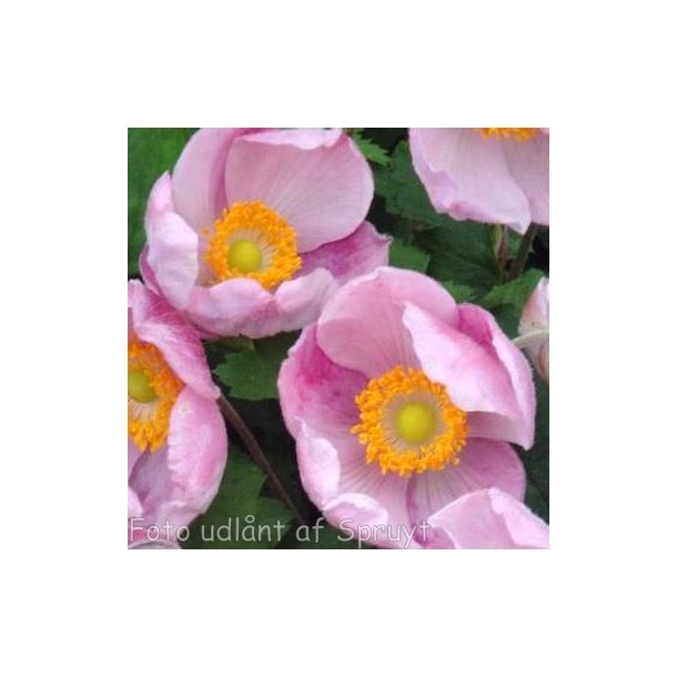 Anemone hupehensis 'Little Princess'.  <br/>H�stanemone