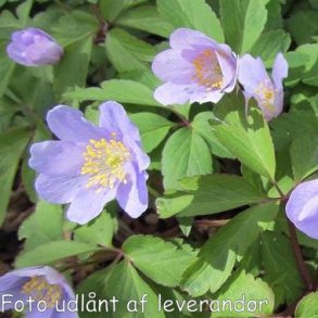 Anemone nemorosa 'Robinsoniana'.<br/>Anemone
