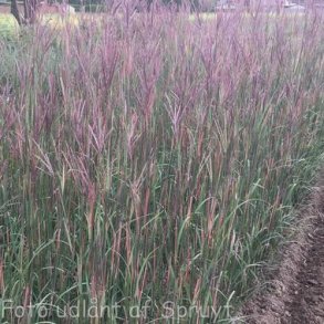 Andropogon gerardii 'Weinheim Burgundy'.<br/>Kalkunfod