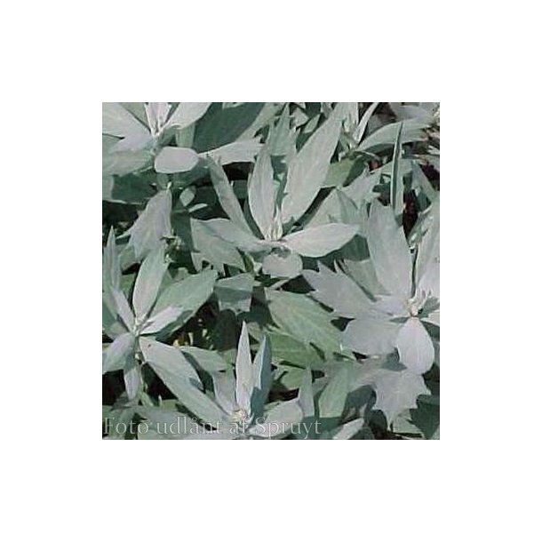 Artemisia ludoviciana 'Valerie Finnis'.<br/>Bynke