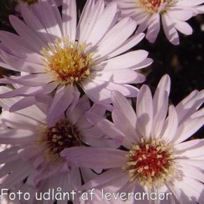 Symphyotrichum 'Anja's Choice'.<br/>Asters