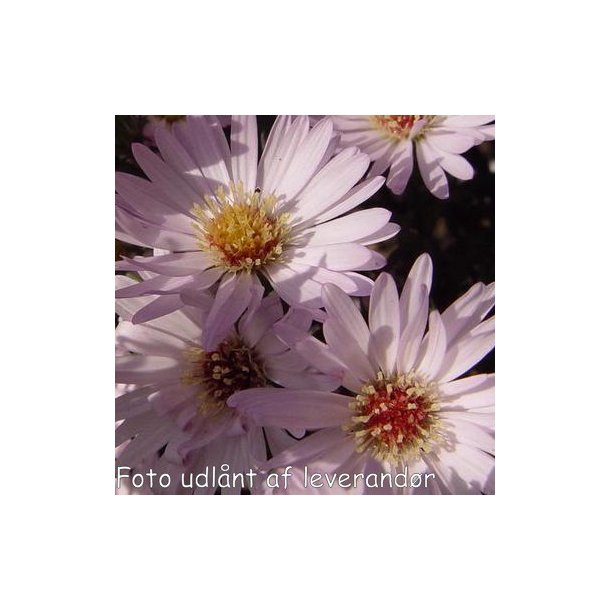 Symphyotrichum 'Anja's Choice'.<br/>Asters
