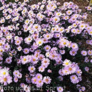 Symphyotrichum laeve 'Glow in the Dark'.<br/>Asters