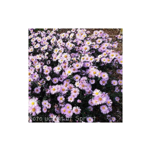 Aster laevis 'Glow in the Dark'.<br/>Asters