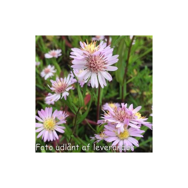 Aster 'Ice Cool Pink'.<br/>Asters