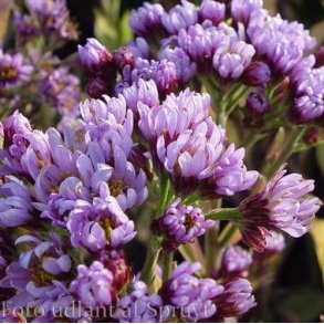 Aster tataricus 'Jindai'.<br/>Asters