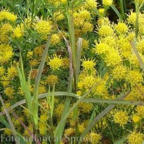 Galatella linosyris.<br/>Guldasters