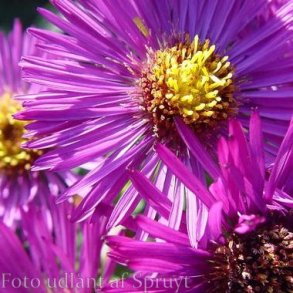 Symphyotrichum novae-angliae 'Marina Wolkonsky'.<br/>Asters