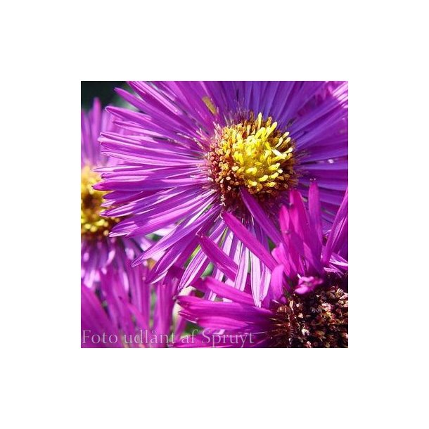 Symphyotrichum novae-angliae 'Marina Wolkonsky'.<br/>Asters