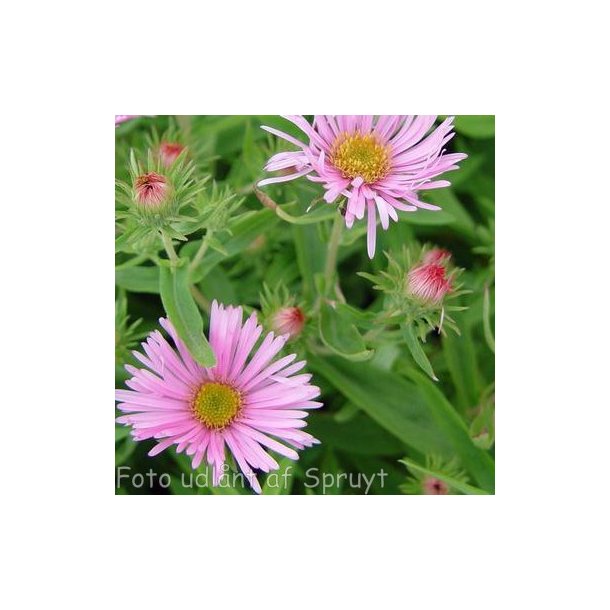 Symphyotrichum novae-angliae 'Rosa Sieger'.<br/>Asters