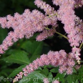 Astilbe 'Bressingham Beauty'.<br/>Astilbe