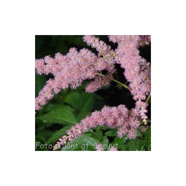Astilbe 'Bressingham Beauty'.<br/>Astilbe