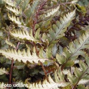 Athyrium nipponicum var. pictum. <br/>Fjerbregne