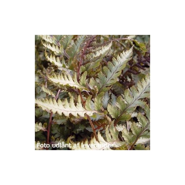Athyrium nipponicum var. pictum. <br/>Fjerbregne