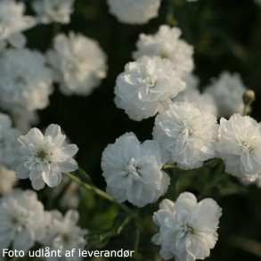 Achillea ptarmica 'Boule de Neige'.<br/>Nyser�llike